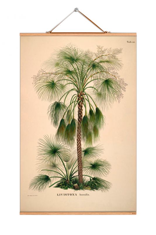Palm Trees South America affiche eicie OFFRE SPECIALE